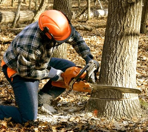 Tree Removal in Mccracken, KS